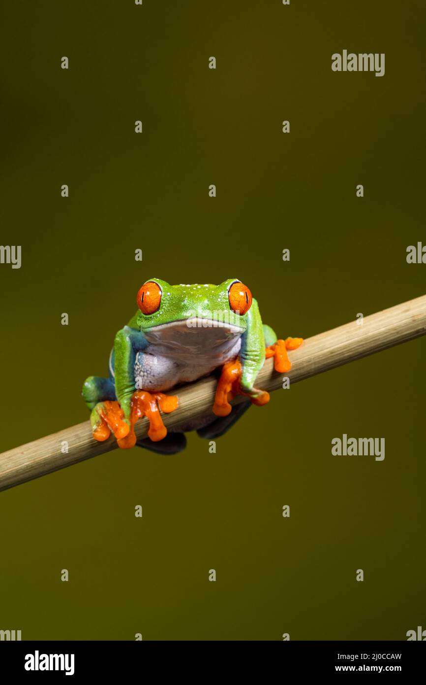 Red Eyed Tree Frog (Agalychnis callidryas), sitting on a plant stem and facing front Stock Photo