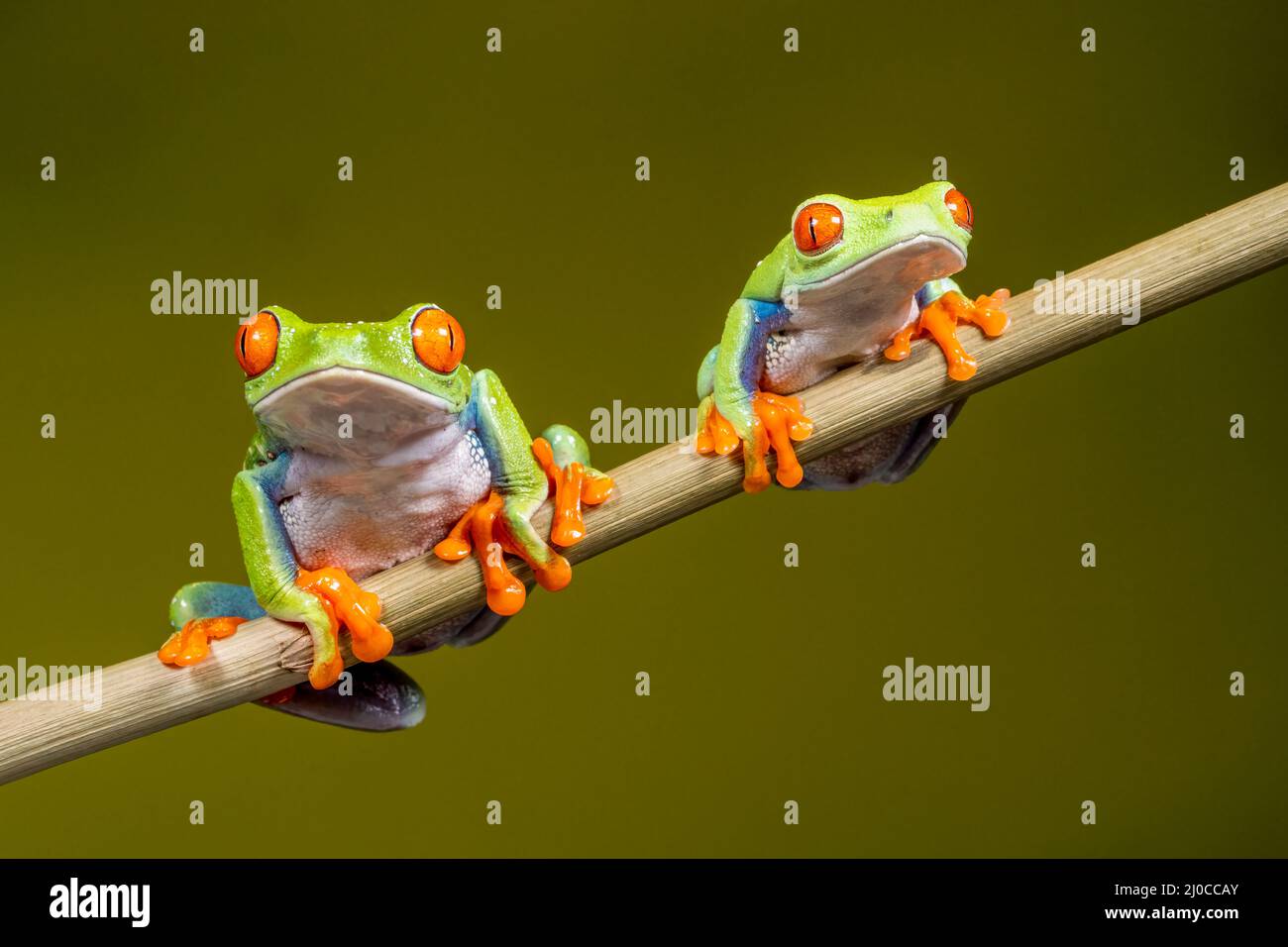 Male (R) and female (L) Red Eyed Tree Frogs (Agalychnis callidryas), sitting on a plant stem and facing front Stock Photo