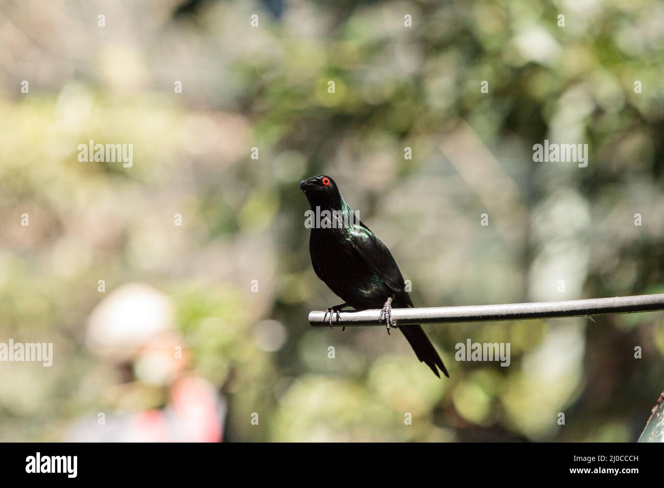 Metallic starling is a shiny bird with red eyes known as Aplonis metallica Stock Photo