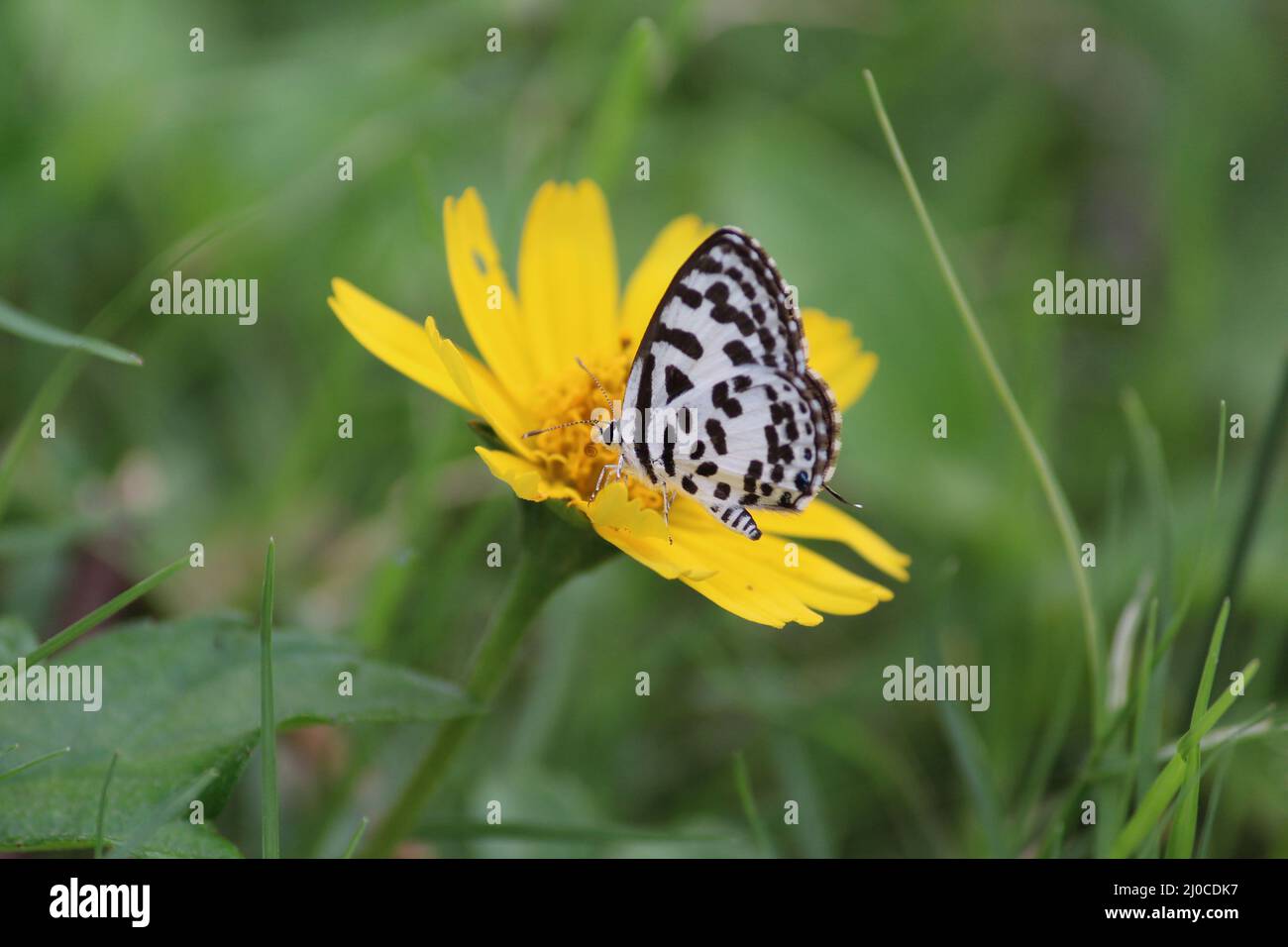 A little white butterfly on a yellow flower Stock Photo