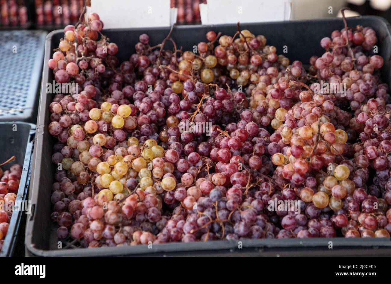 Bunches of Red flame grapes in a basket sold at a farmers market Stock Photo