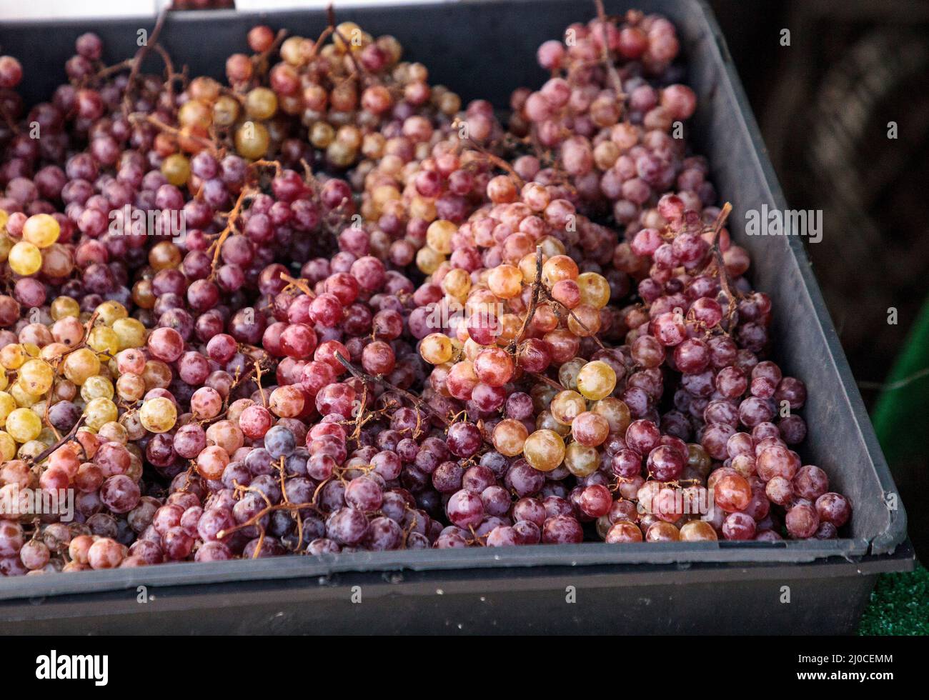 Bunches of Red flame grapes in a basket sold at a farmers market Stock Photo