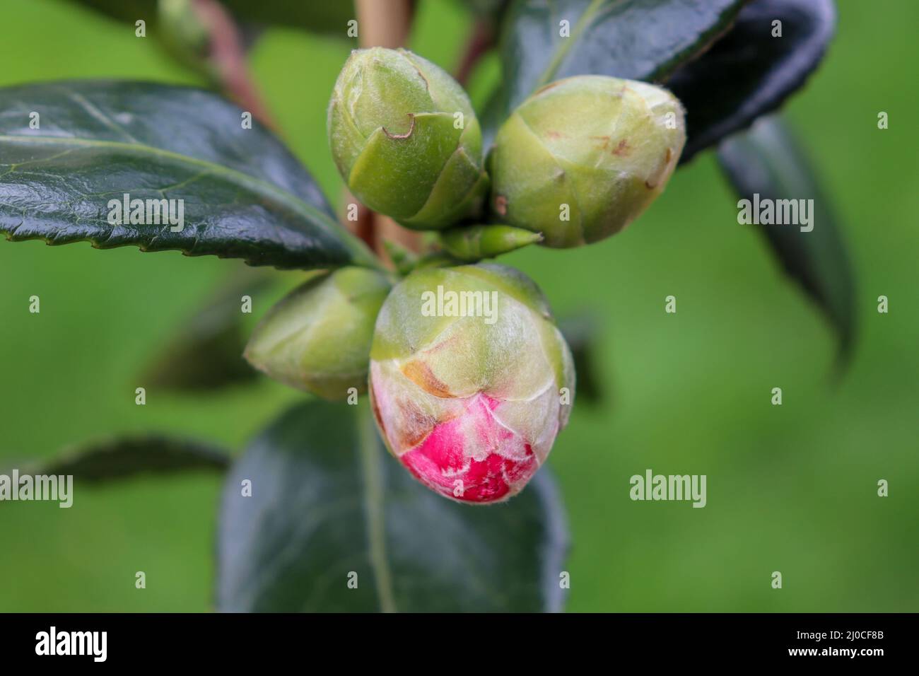 Ready to flower Camellia bud Stock Photo Alamy