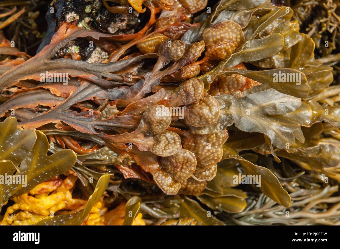 Spiralled wrack (Fucus spiralis) brown seaweed growing in the upper part of the intertidal zone. Stock Photo