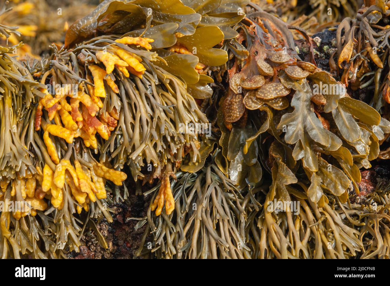 Channeled wrack (Pelvetia canaliculata) and spiralled wrack (Fucus spiralis) brown seaweed growing in the upper part of the intertidal zone. Stock Photo