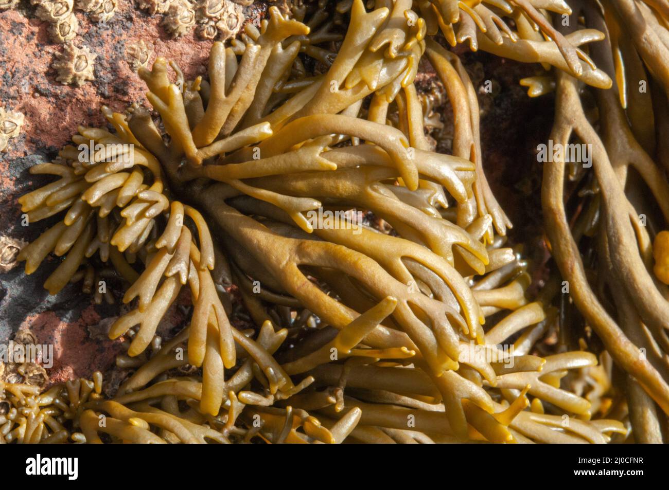 Channeled wrack (Pelvetia canaliculata) brown seaweed growing in the upper poart of the intertidal zone. Stock Photo