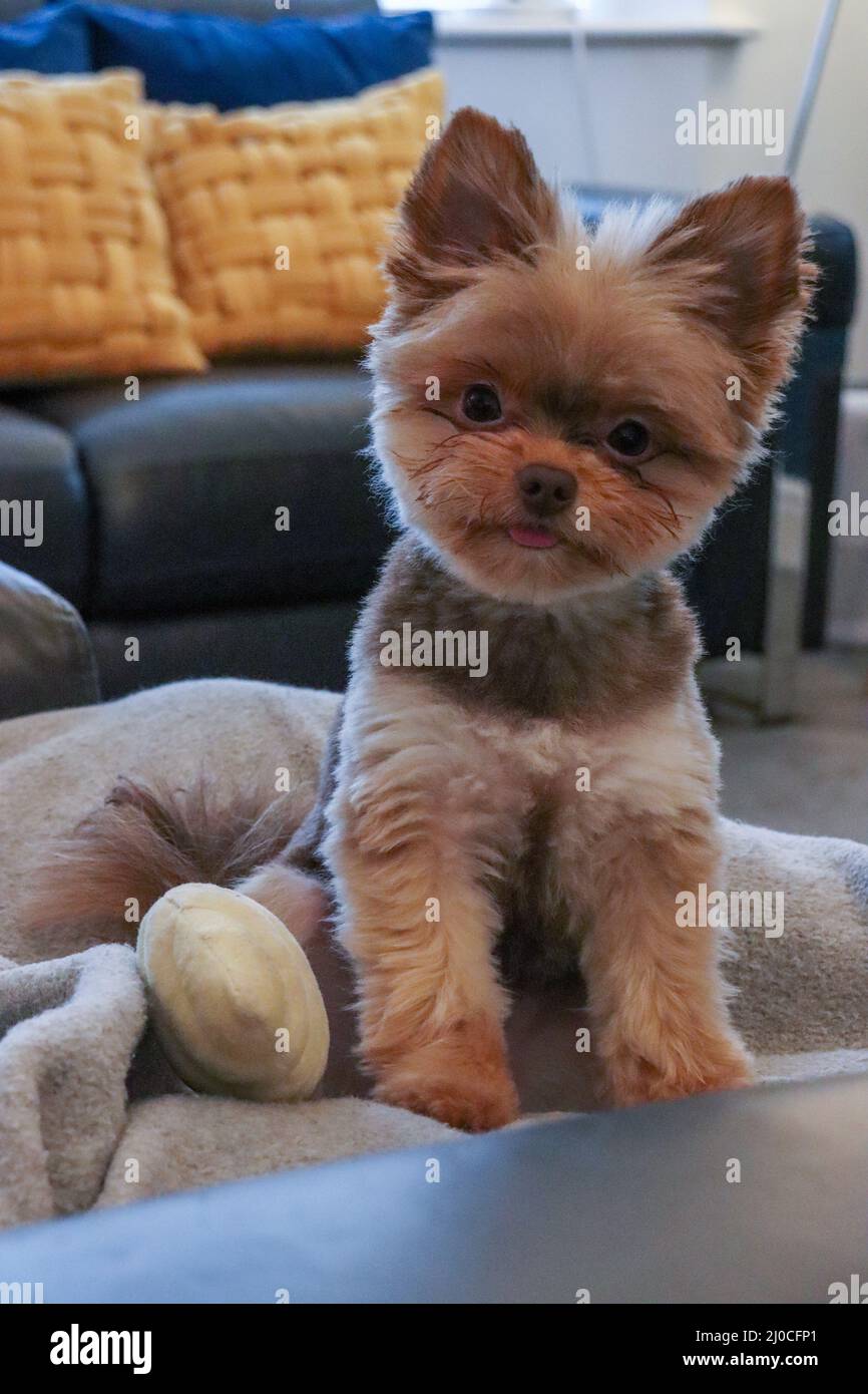 Cute small fluffy chocolate dog Stock Photo Alamy