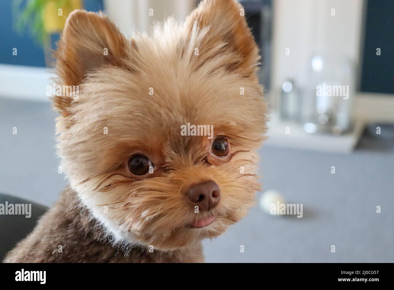 Cute small fluffy chocolate dog Stock Photo Alamy