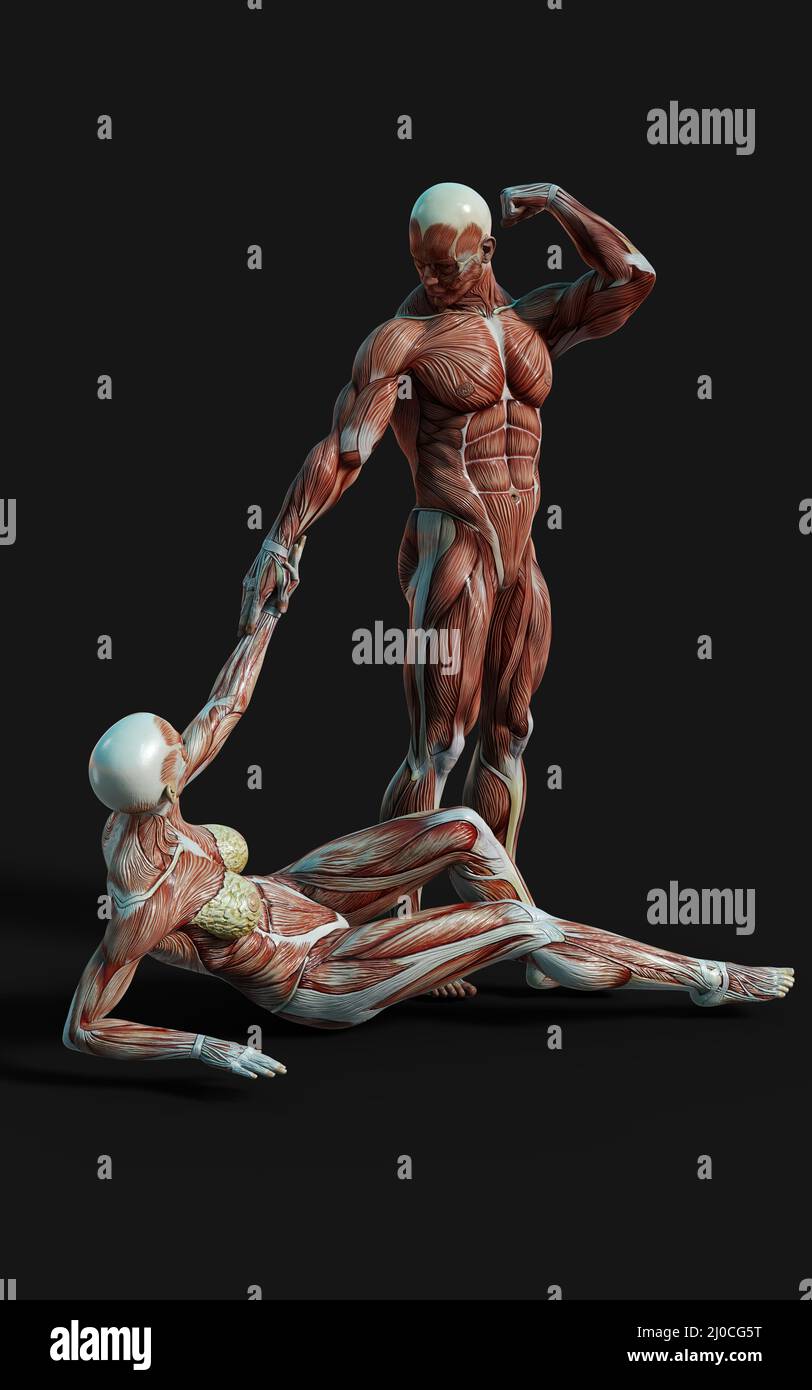 3D render of male and female figures pose with skin and muscle map on dark background with clipping path.Project of Relationship concept. Stock Photo