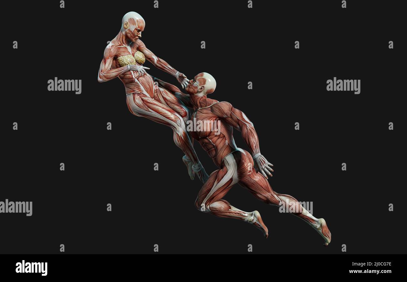 3D render of male and female figures pose with skin and muscle map on dark background with clipping path.Project of Relationship concept. Stock Photo