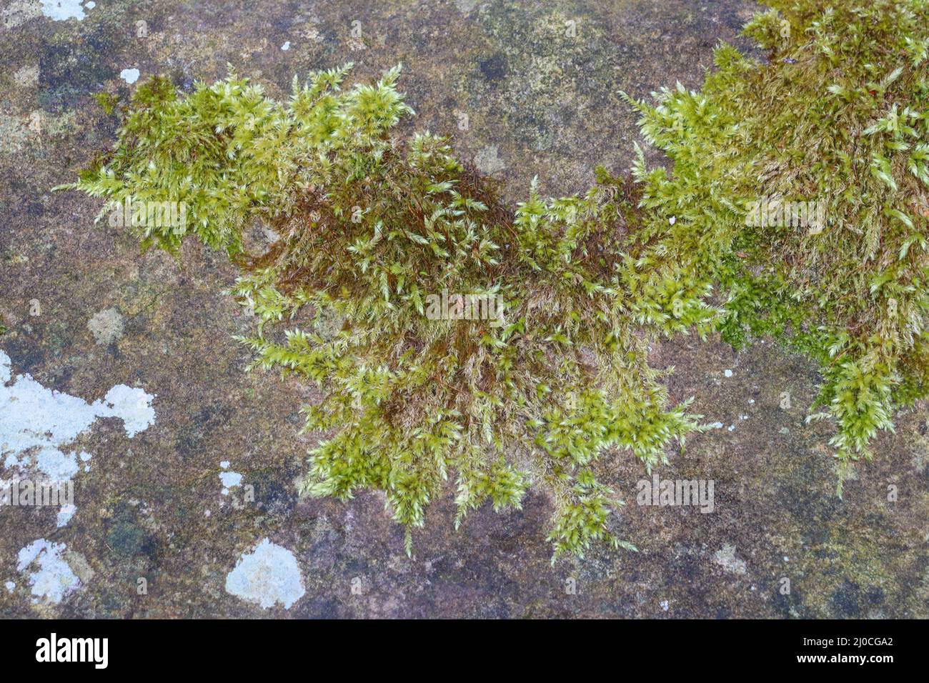 Moss and Lichen on a stone wall Stock Photo