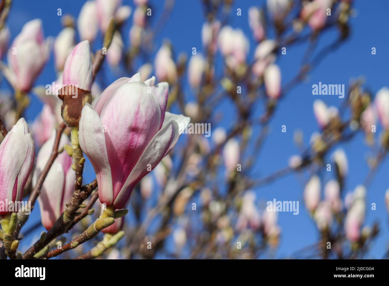 Flowering pink Magnolia plant Stock Photo Alamy