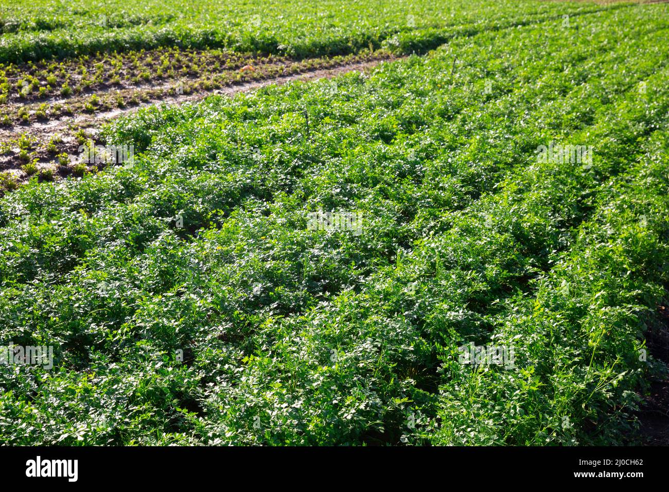 Green leaf parsley on plantation at vegetable farm Stock Photo Alamy