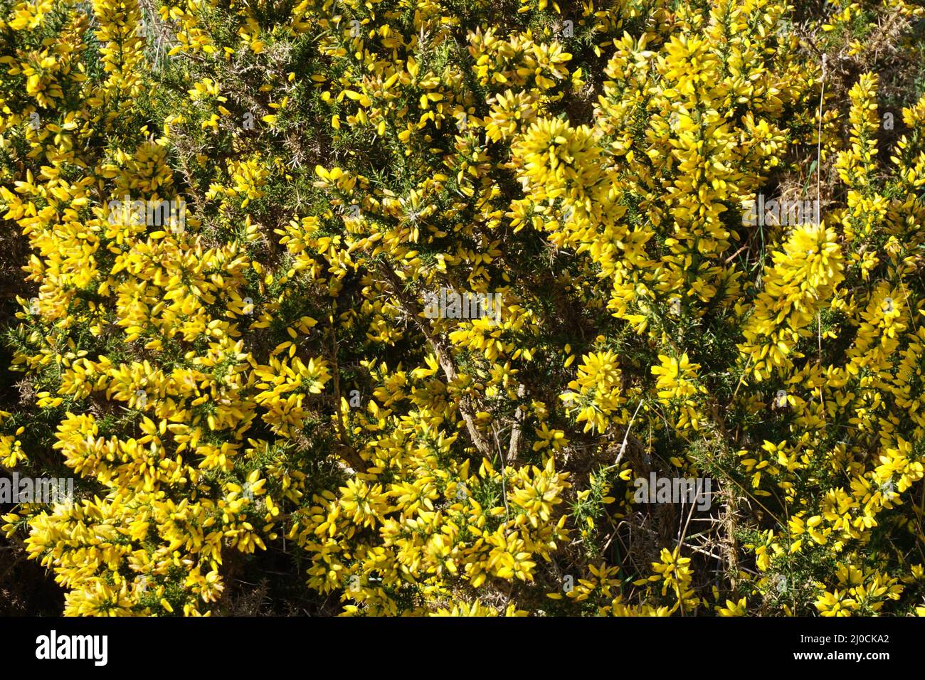 Yellow flowers on gorse bushes on a hillside Stock Photo Alamy