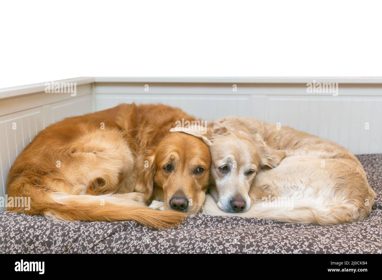 View of two dogs lying Stock Photo - Alamy