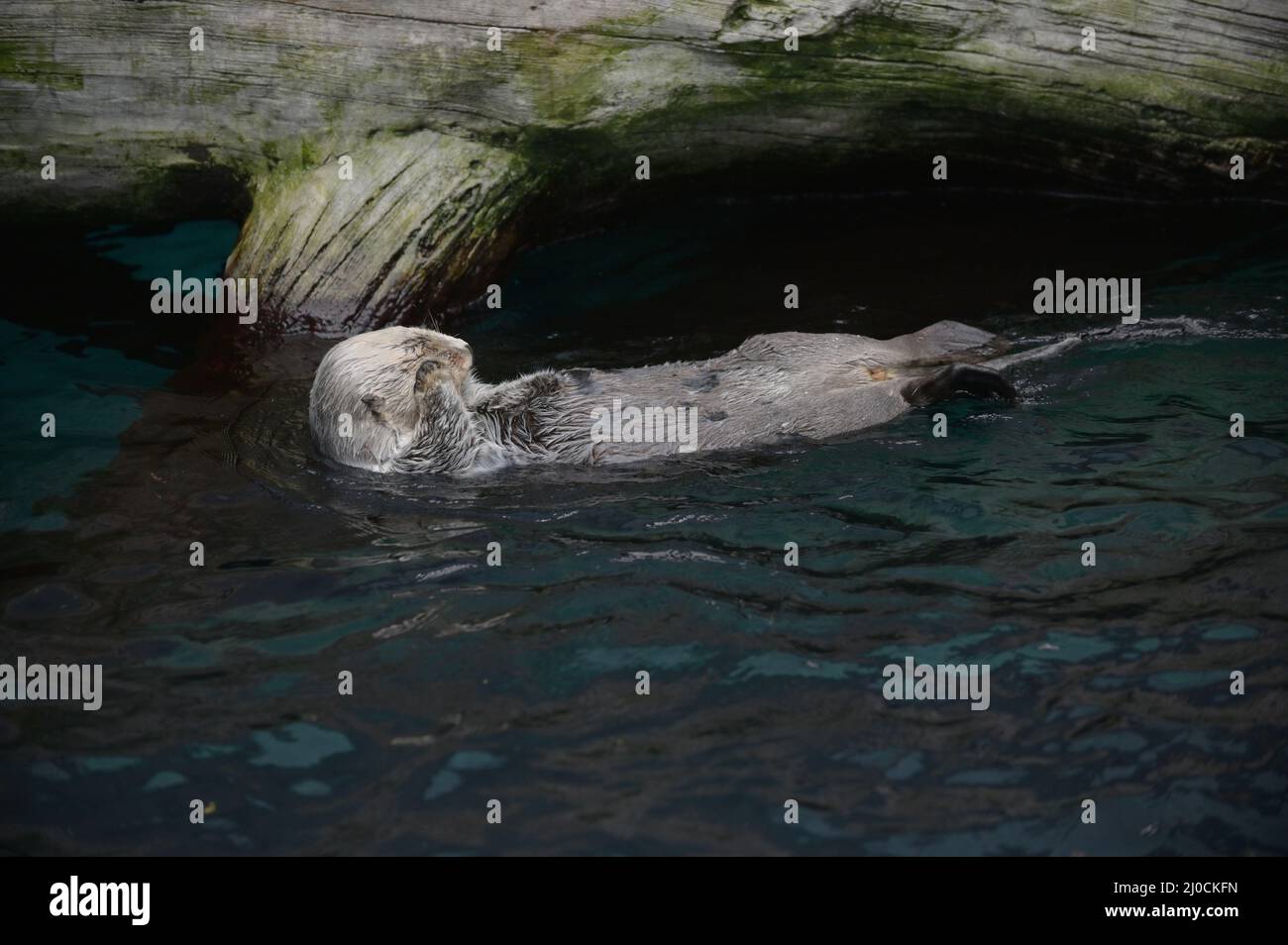 Sea Otter Floating On Its Back in cold waters Stock Photo Alamy