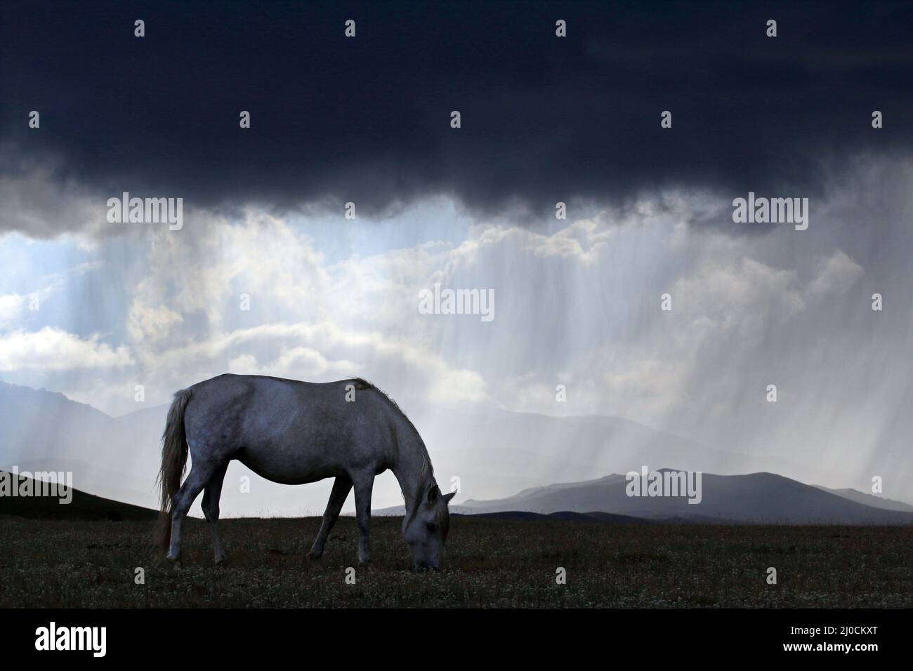 White horse in bad weather at Song Kol Lake, Central Kyryzstan Stock Photo