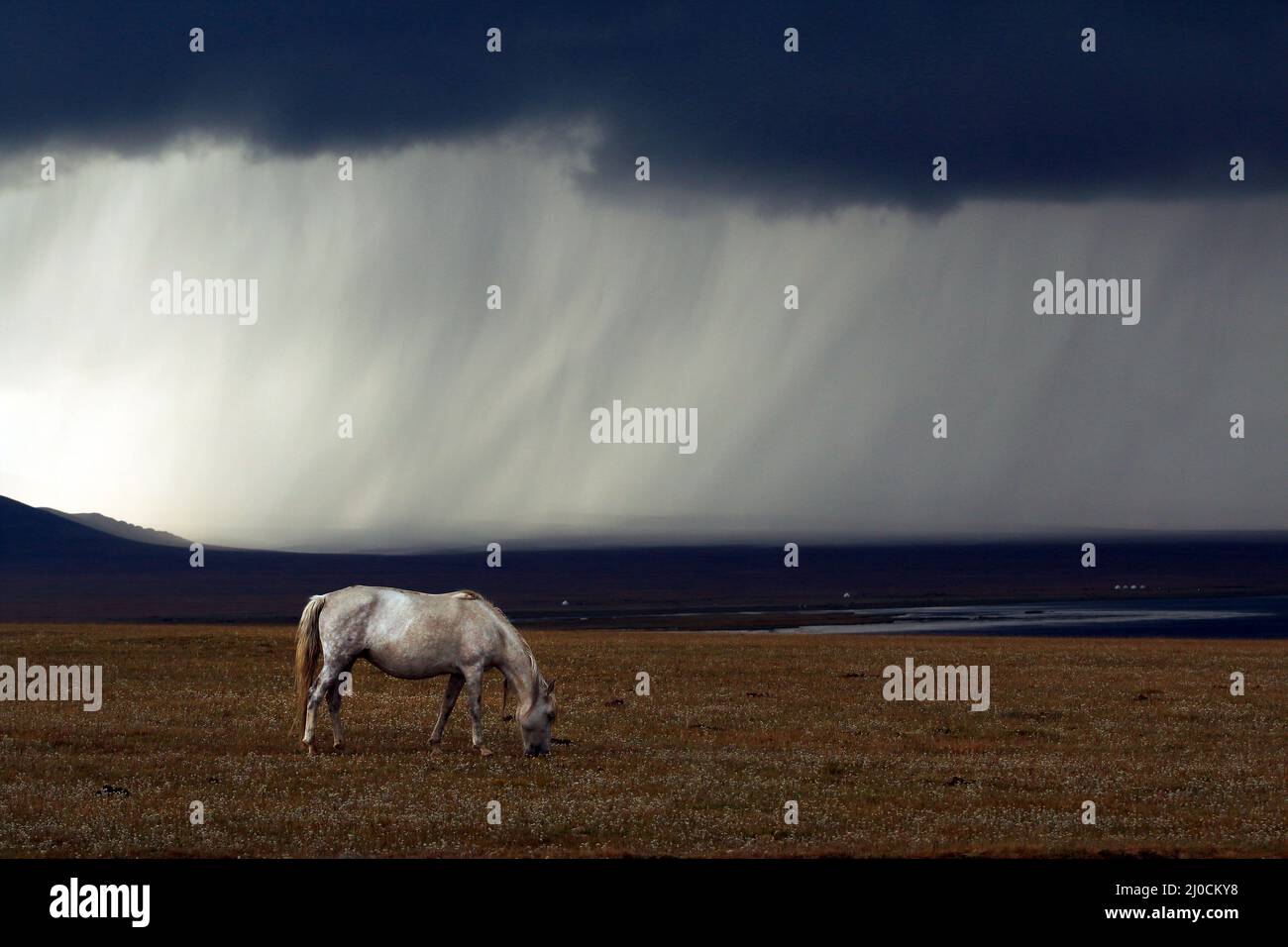 White horse in bad weather at Song Kol Lake, Central Kyryzstan Stock Photo