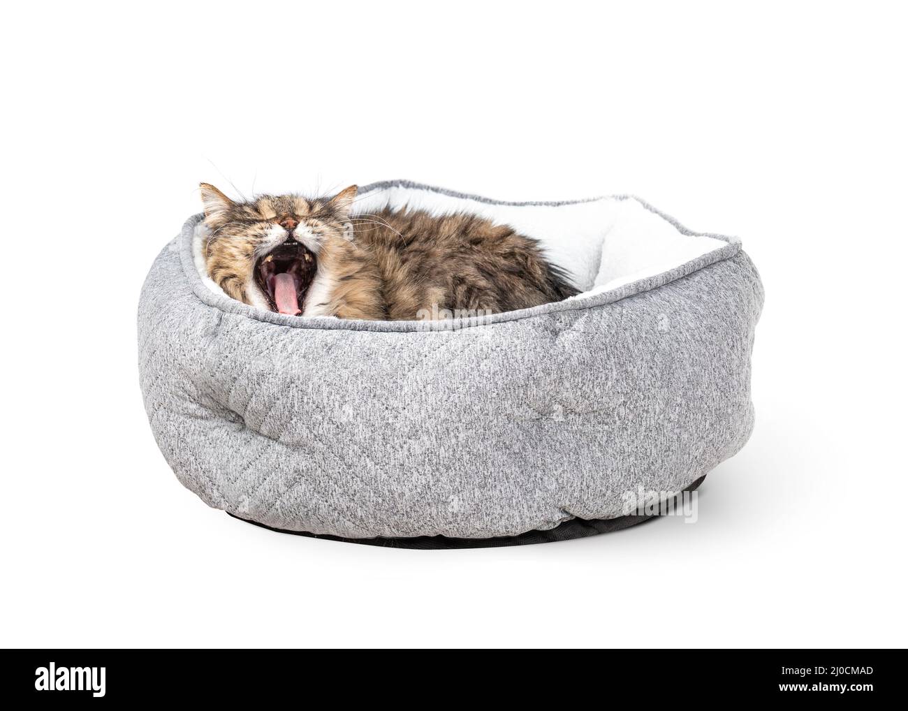 Senior cat yawing while lying comfortable in a cat bed. 16 years old female long hair tabby cat just woke up, yawing with mouth wide open. Many teeth Stock Photo