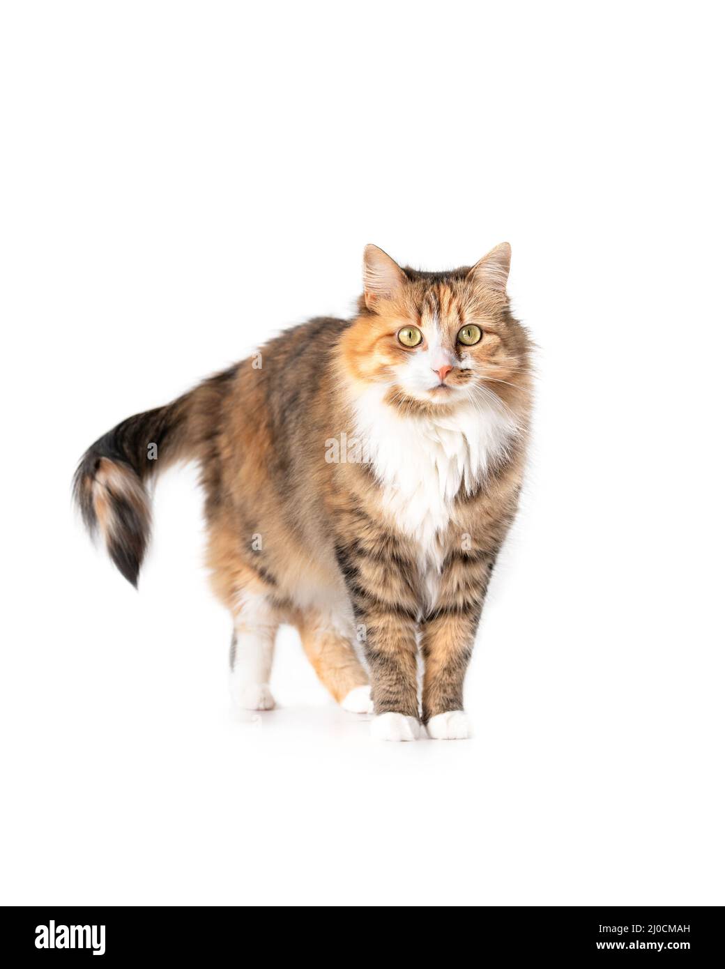 Fluffy cat standing while looking at camera. Front view of cat with curious body expression. Cute orange, white and black torbie kitty. Yellow eyes an Stock Photo