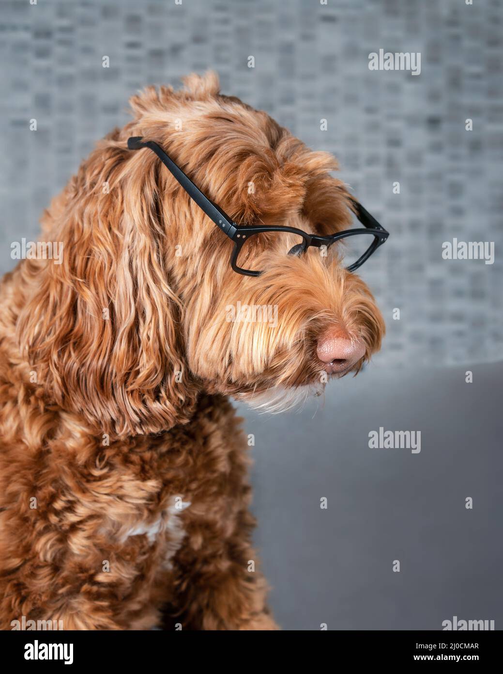 Nerdy dog wearing glasses, side profile. Large fluffy female Labradoodle dog looking with serious expression at something. Funny concept for smart pet Stock Photo