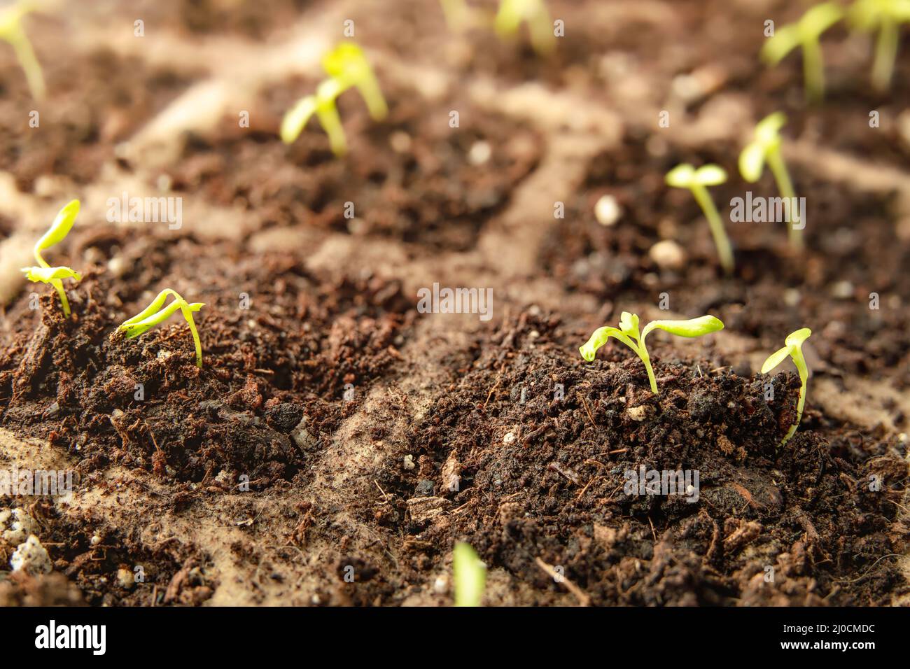 Tiny celery plant seedlings with cotyledons and first true leaves, close up. Celery or celeriac plants in seed starter tray with potting soil, indoors Stock Photo