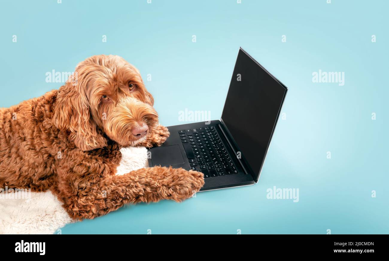 Dog using laptop computer on colored background. Fluffy brown or orange female Labradoodle dog is looking up at the camera with paws on notebook. Anim Stock Photo