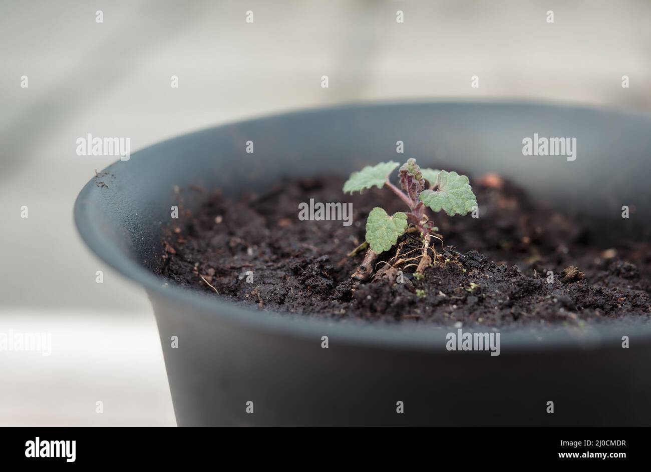Young catmint plant in flowerpot outside on the patio or balcony. Close up of small catnip seedling. Also known as catswort, catwort, and Nepeta catar Stock Photo