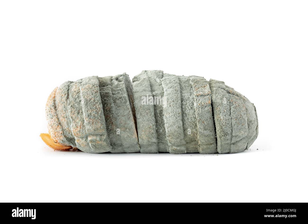 Isolated moldy bread loaf. Entire loaf of bread covered with fuzzy green, blue or greyish mold fungus spores or mildew. Concept for spoiled food, rott Stock Photo