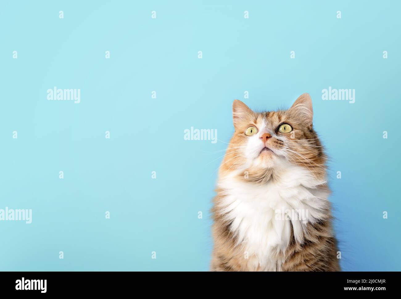 Fluffy cat looking up in front of blue background. Long hair female calico or torbie cat staring with intense expression at something above. Pet on co Stock Photo