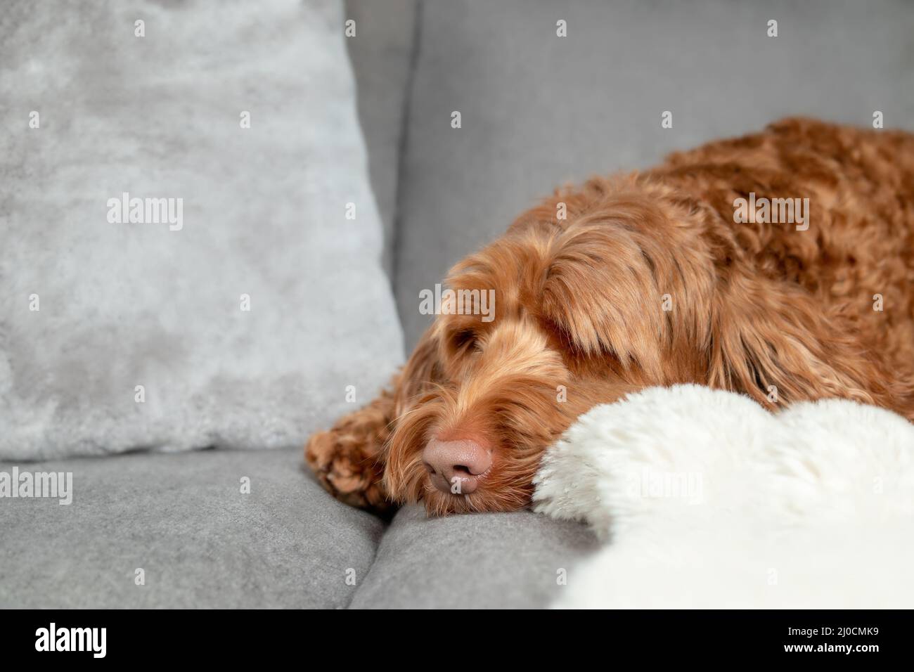 Brown fluffy dog sleeping on grey sofa or couch, sideways. Close up of female labradoodle dog resting head on seat between pillows and furry comfortab Stock Photo