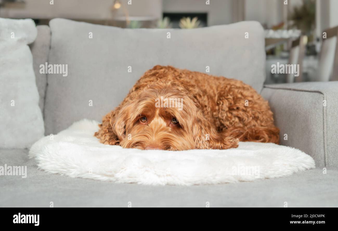 Sleepy dog lying on sofa and looking at camera. Female brown labradoodle dog in modern living room on a grey couch. Questing, scowling or frowning bod Stock Photo