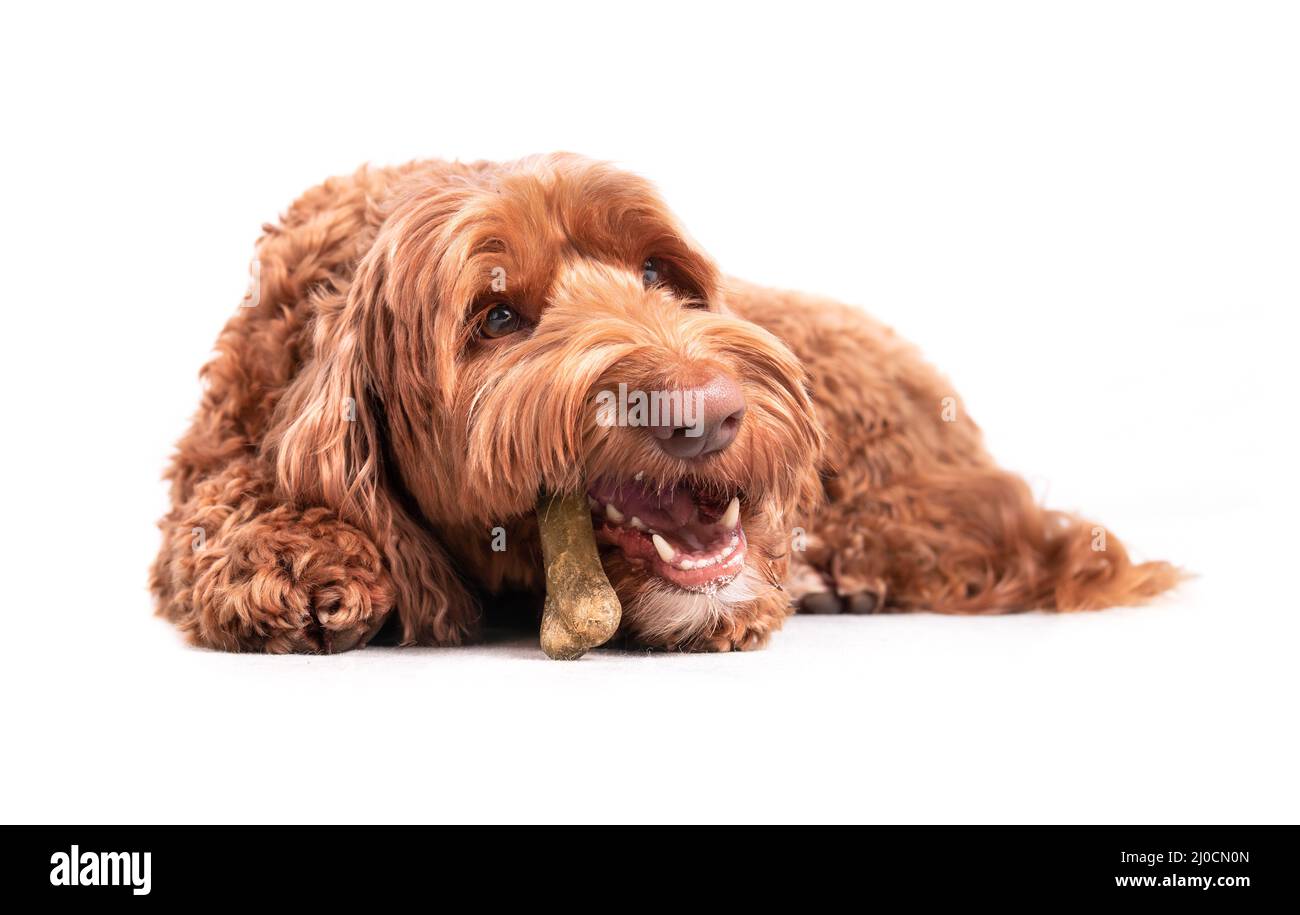 Dog chewing on bone while lying on the floor. Female labradoodle dog with dental chew stick in mouth. White teeth and fangs visible. Concept for denta Stock Photo