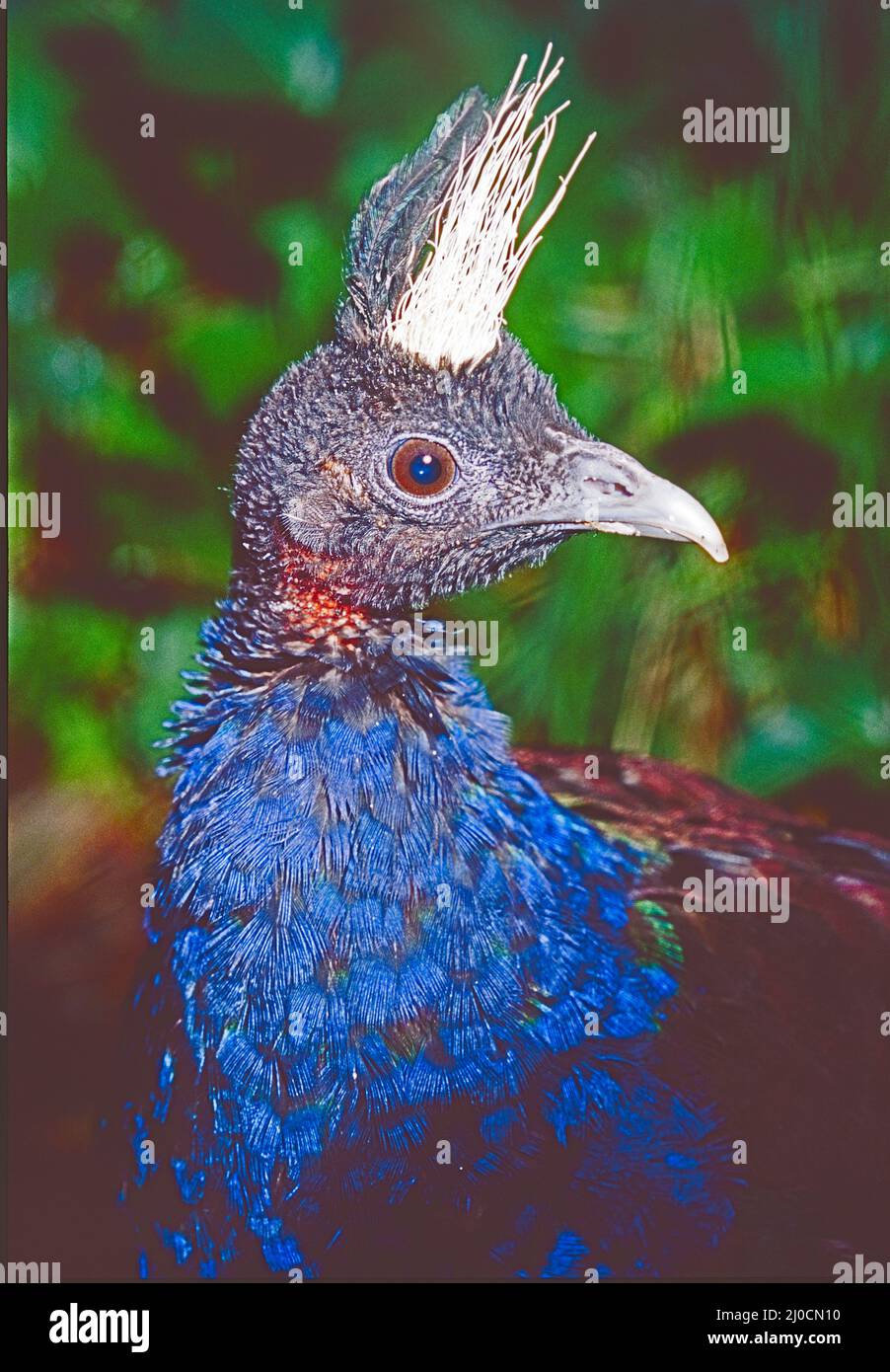 Male Congo Peafowl,   (Afropavo congensis.)  From Democratic Republic of the Congo.  Listed as Vulnerable. Stock Photo
