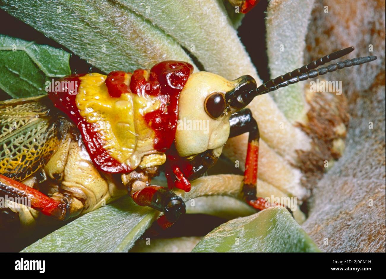 Dragon Grasshopper,  (Dictyophorus spumans.)  From South Africa. Stock Photo