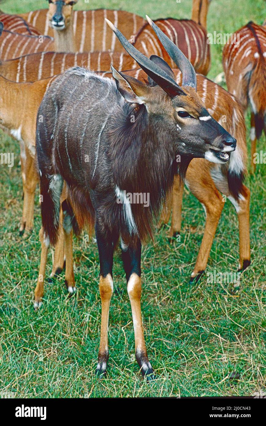 A Male Nyala with attendant females.   (Tragelaphas angasii.) From South Eastern Africa. Stock Photo