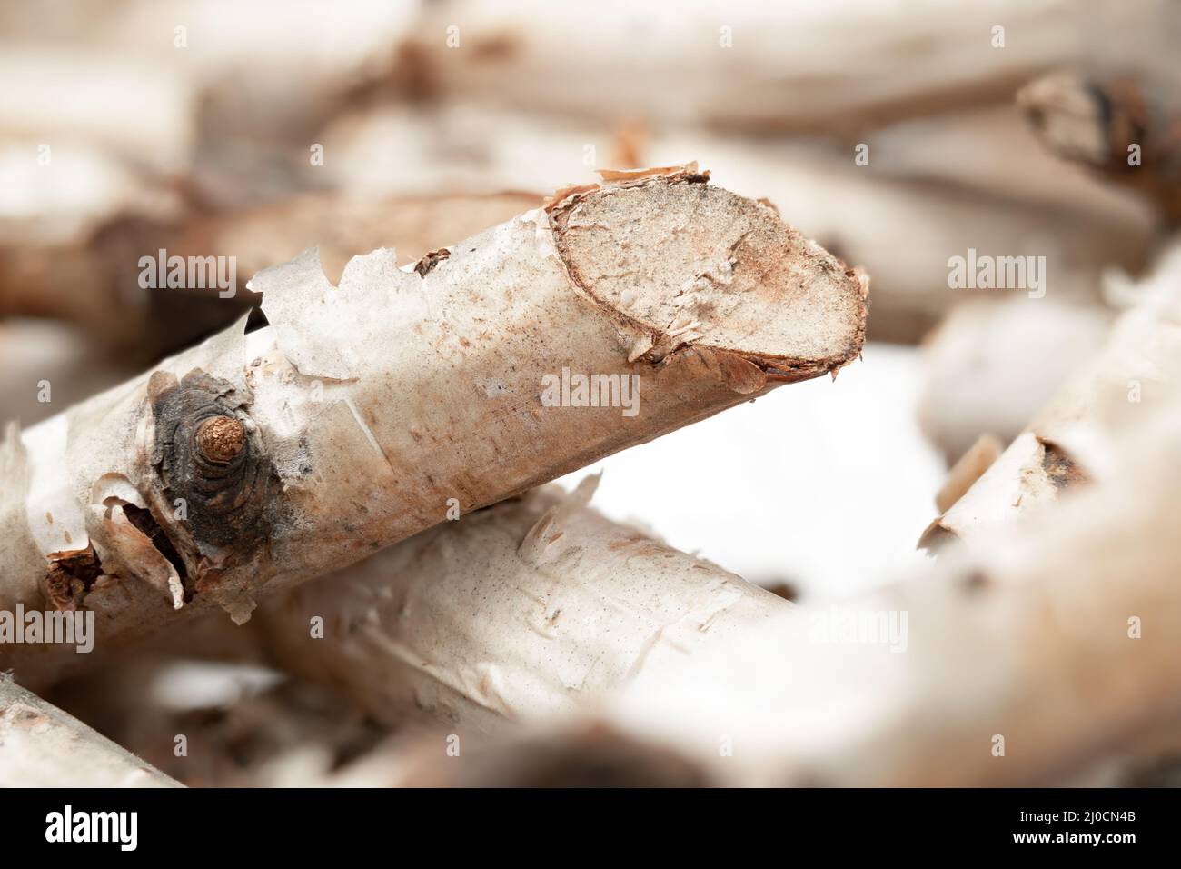 Cut birch twigs; close up. Natural wood background or texture. Birch tree wreath. Branches arranged in circular nest shape; used for table center piec Stock Photo