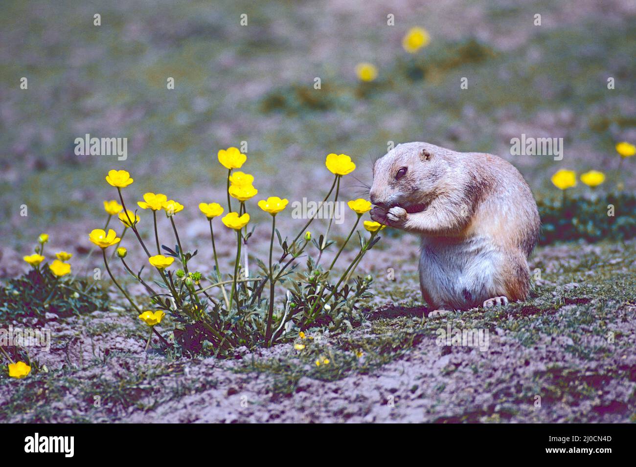 Black-tailed Prairie Dog,  (Cynomys ludovicianus.)   From North America. Stock Photo