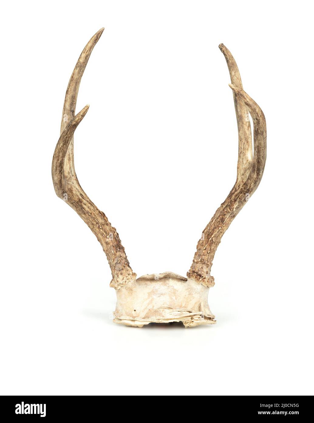 Isolated deer antlers or deer rack. 2 point horns of deer. Standing animal horns attached to partial skull plate. Rustic cabin-style table or wall dec Stock Photo