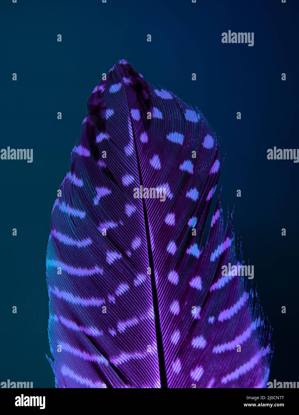 Bird feather closeup. Abstract colorful macro of black feather with white dots. Dual tone lighting purple and blue on dark background. Wing or tail fe Stock Photo