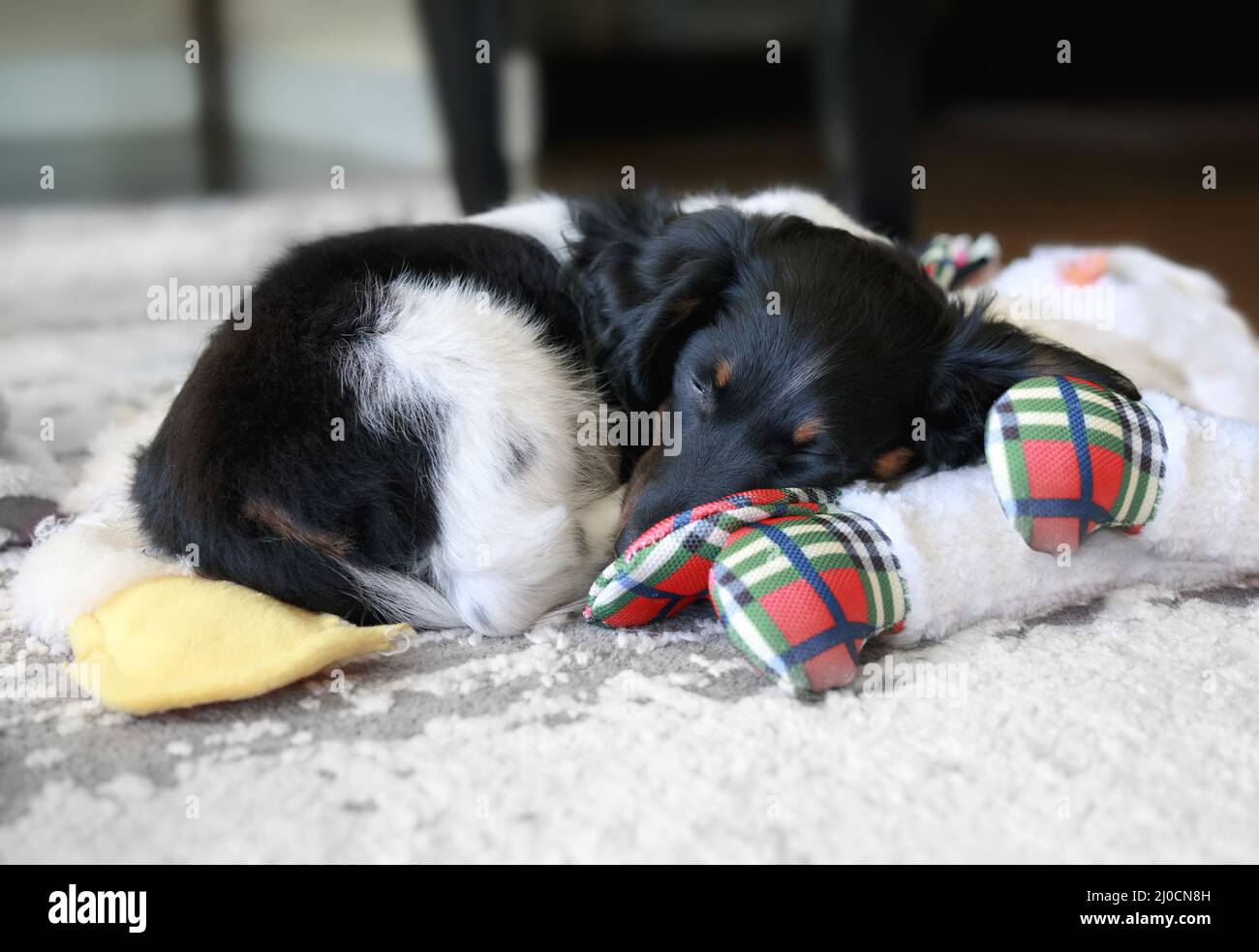 Puppy curled up on living room floor carpet, in-between toys. The 12 week old male puppy is exhausted from walking and playing. Black and white long h Stock Photo