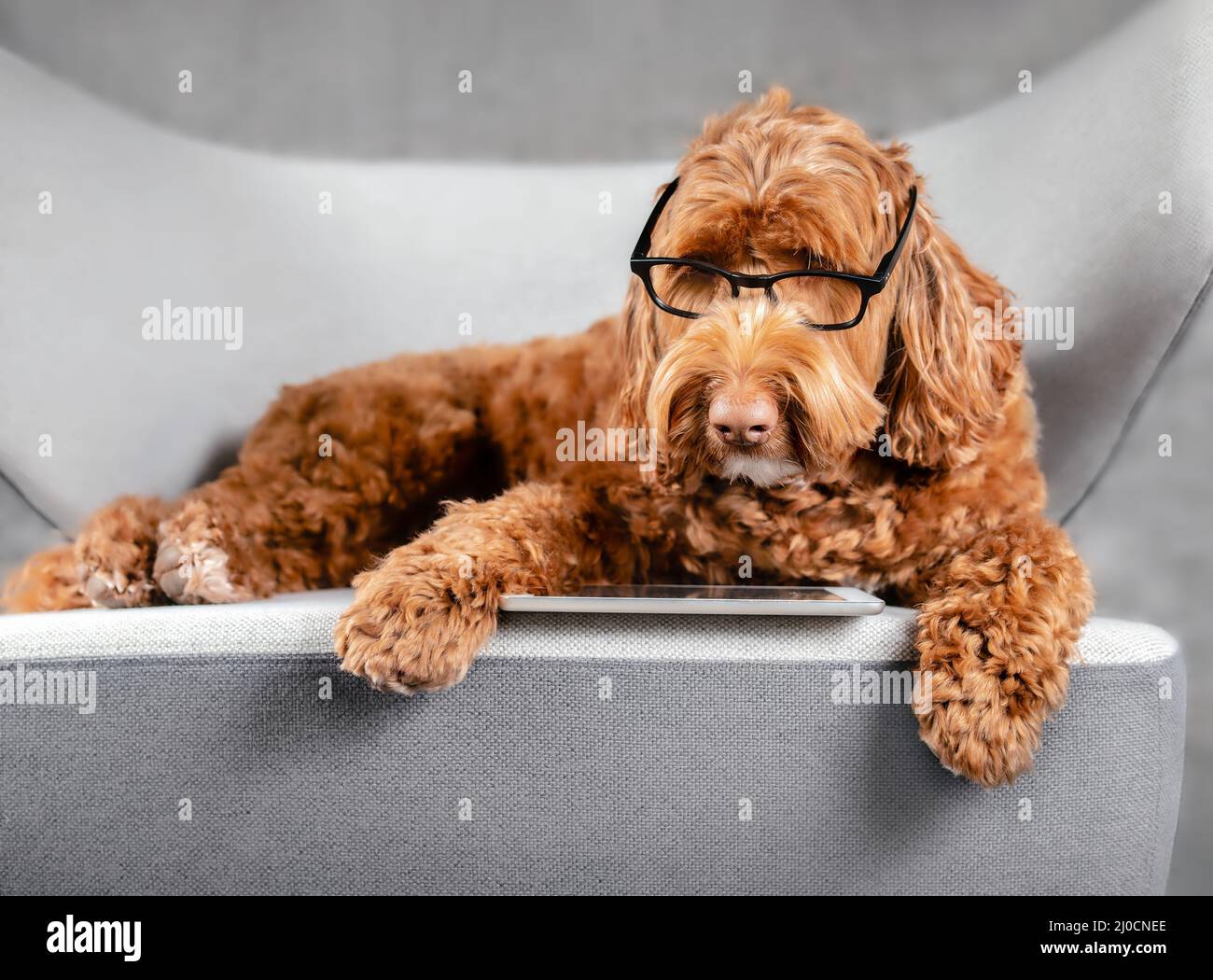 Smart dog using tablet while lounging on sofa chair. Cute female apricot Labradoodle dog wearing glasses. Concept for pets using technology, or dogs b Stock Photo