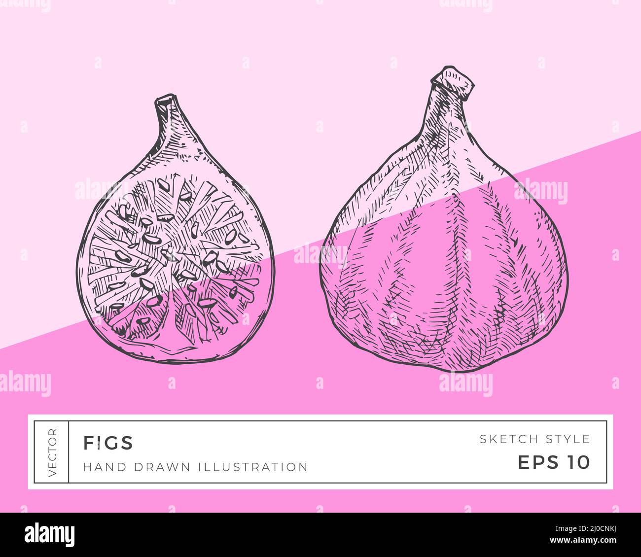 Hand Drawn Vector Figs Fruit Illustration. Vegan Plant Based Food