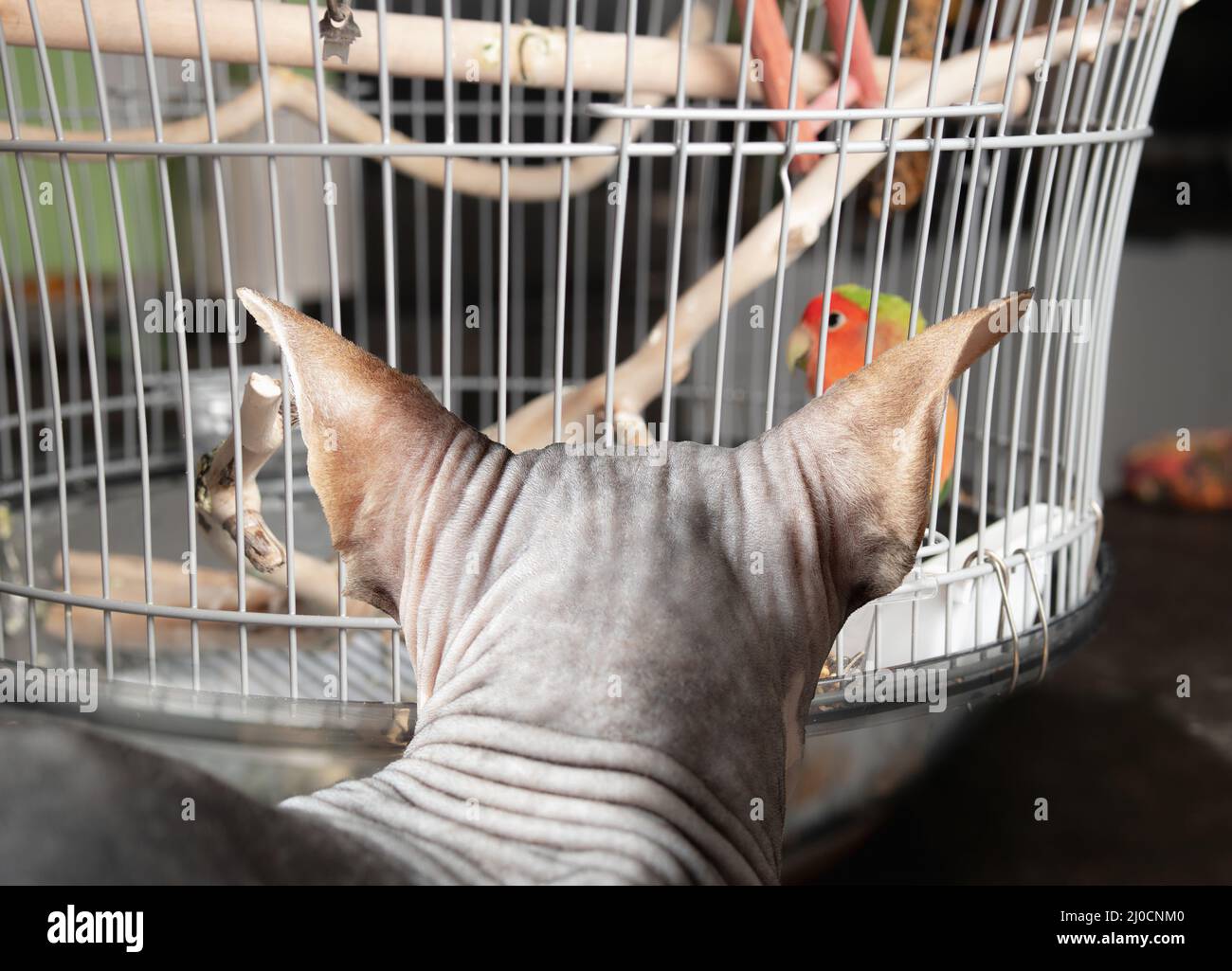 Backside of Sphynx cat sitting in front of birdcage. Hairless cat is crouching very close by the bird cage with a lovebird, watching every move. Cat f Stock Photo
