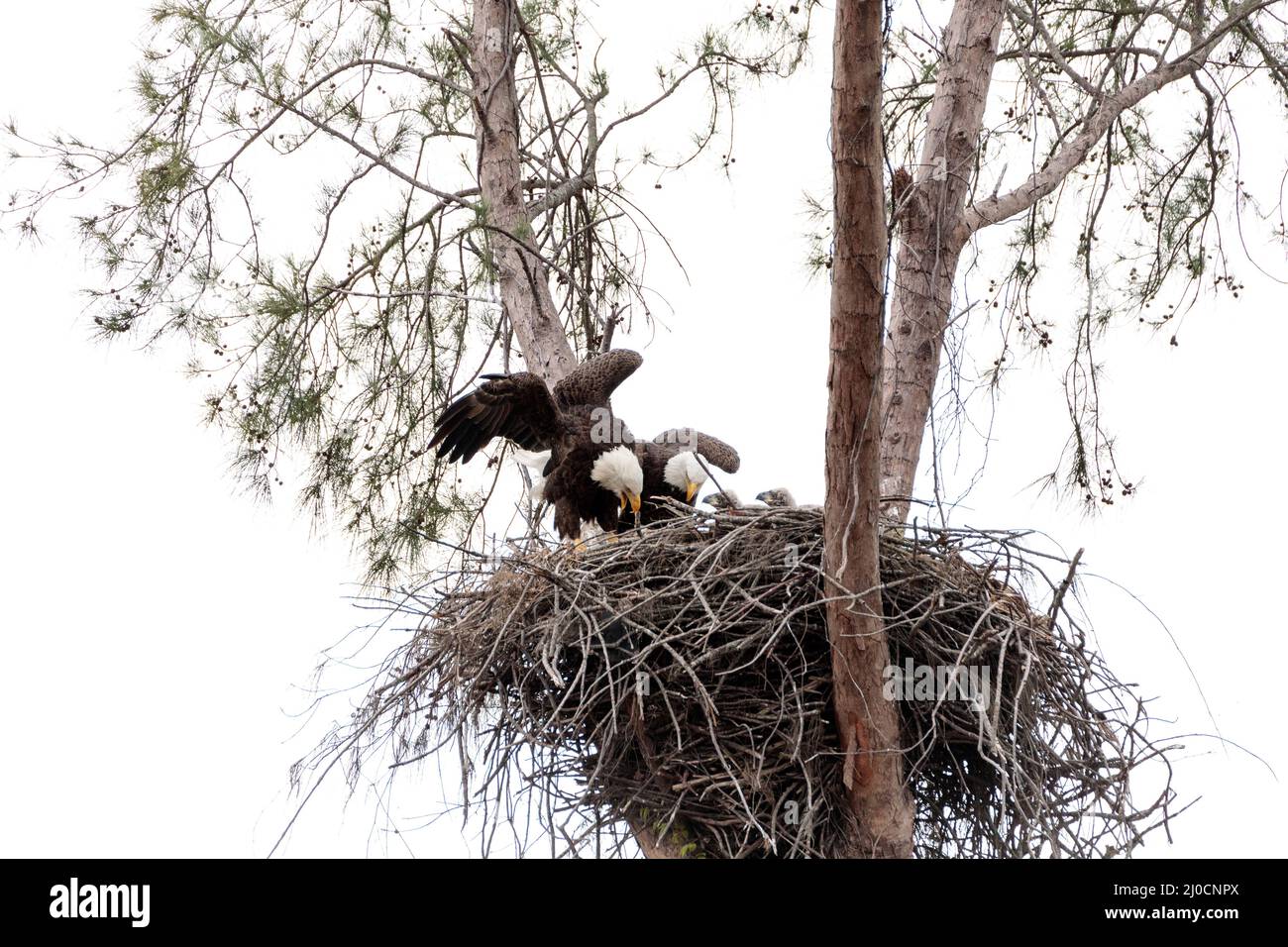 Family of two bald eagle Haliaeetus leucocephalus parents with their nest of chicks Stock Photo