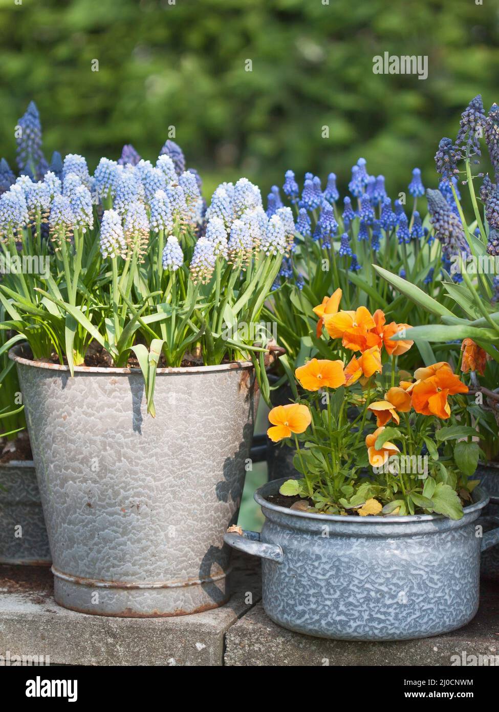 Spring flowers in pot Stock Photo