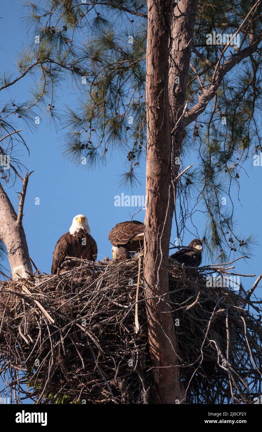 Family of two bald eagle Haliaeetus leucocephalus parents with their nest Stock Photo