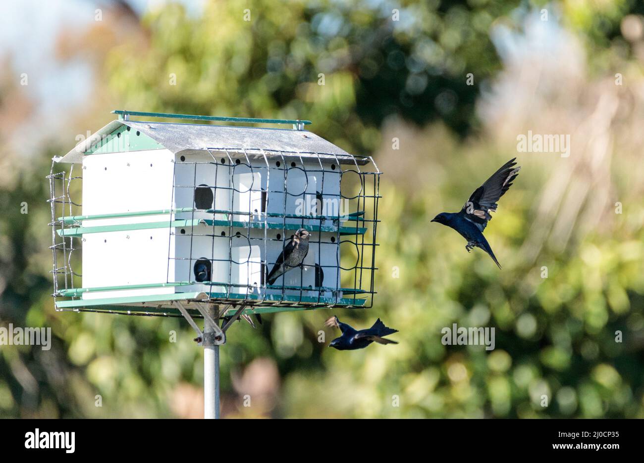Purple martin birds Progne subis fly and perch around a birdhouse Stock Photo