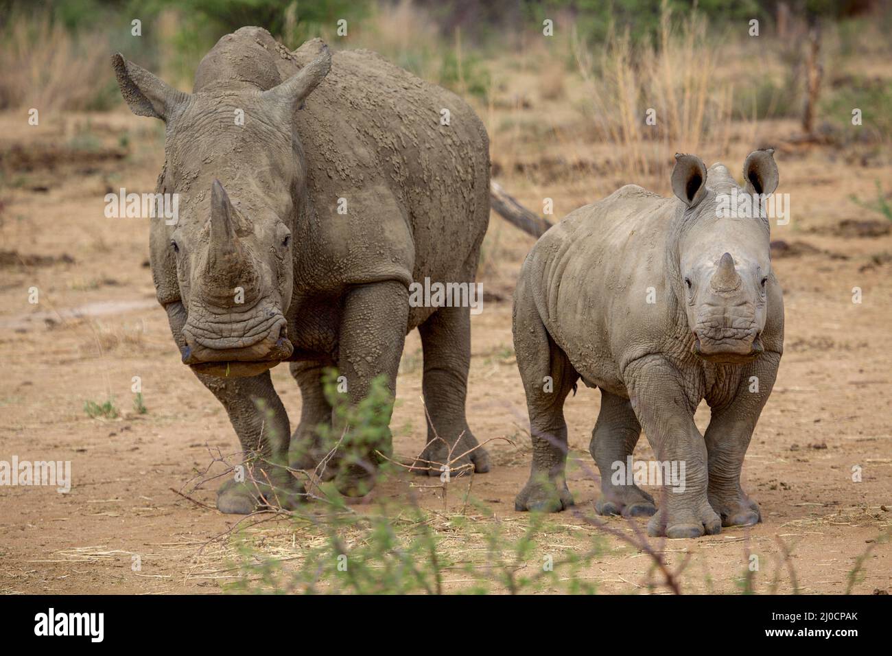 A baby rhino and his mother in the Kruger National Park South Africa Stock Photo