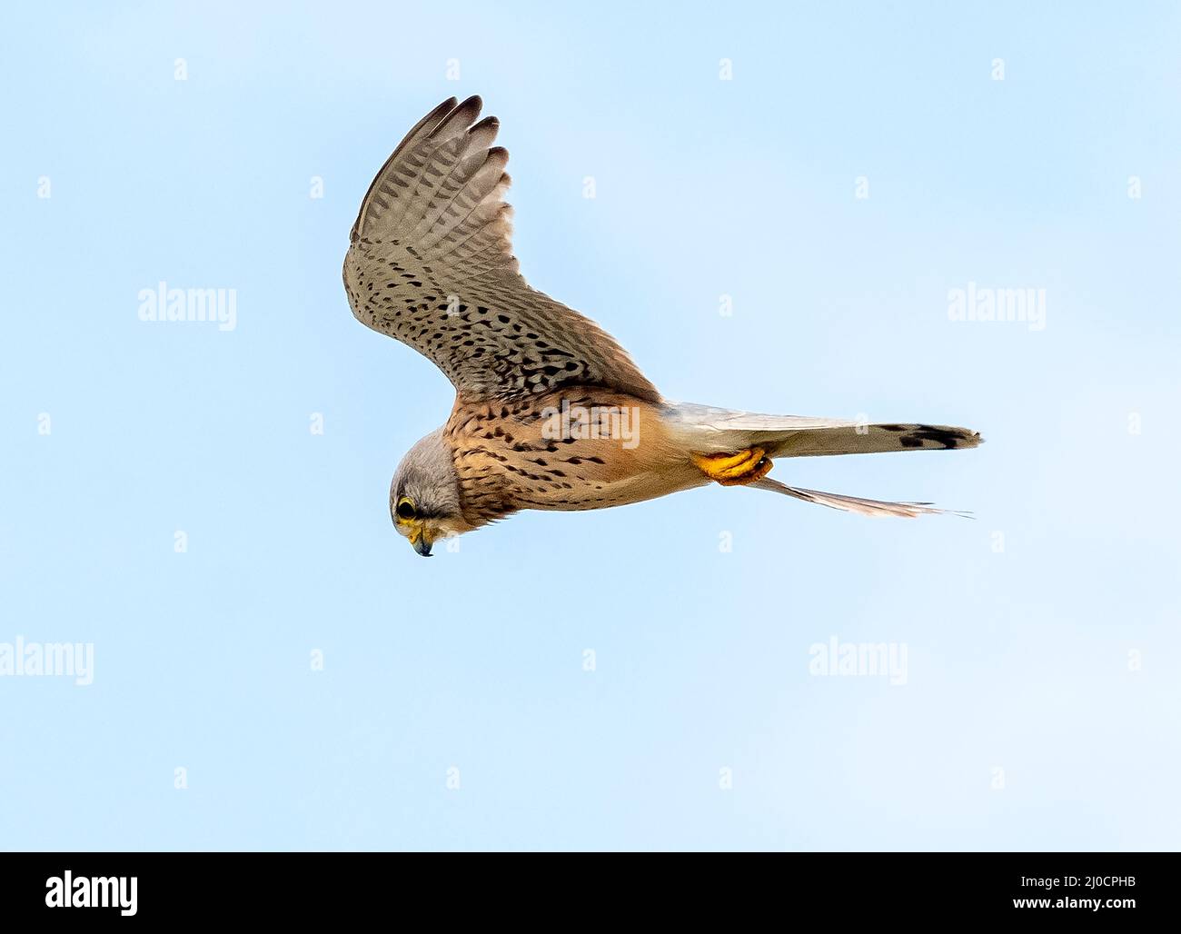 Male Kestrel (falco tinnunculus) in flight, Paphos, Cyprus. Stock Photo